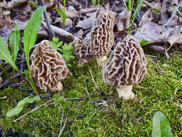 Pictures Of Morel Mushrooms
 Morel Mushroom Dinner 5 13 – Slow Food Springfield