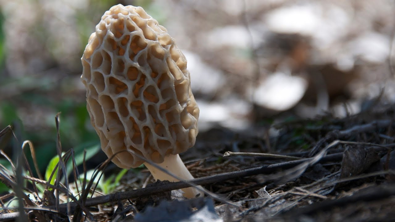 Pictures Of Morel Mushrooms
 How to Hunt Morel Mushrooms