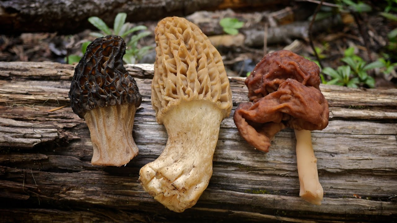 Pictures Of Morel Mushrooms
 Morel Mushrooms 101 How to Safely Identify and Harvest