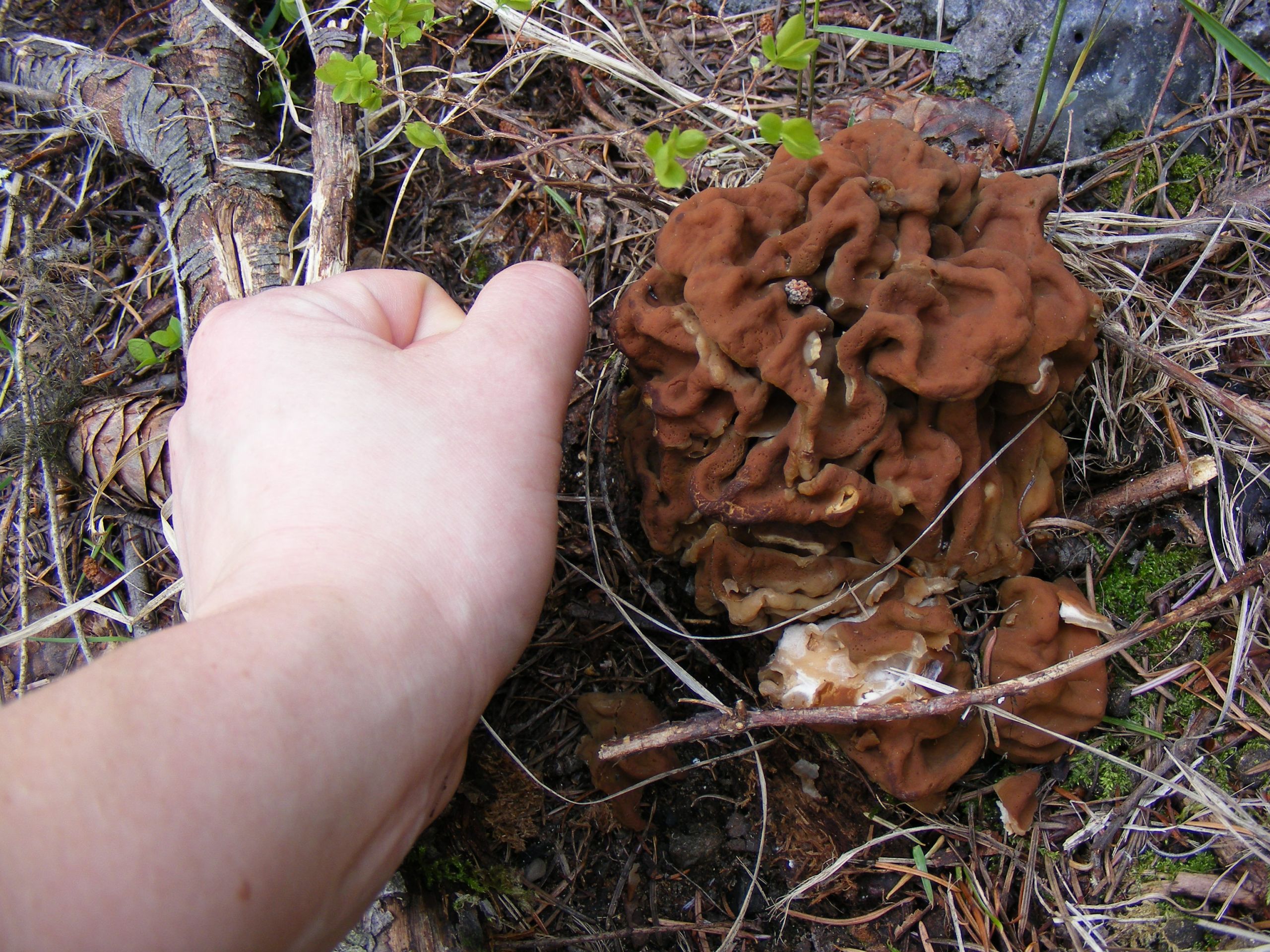 Pictures Of Morel Mushrooms
 Morel Mushrooms in May