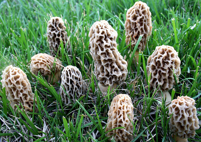 Pictures Of Morel Mushrooms
 Morel Mushrooms The New Gold Rush – The Siskiyou