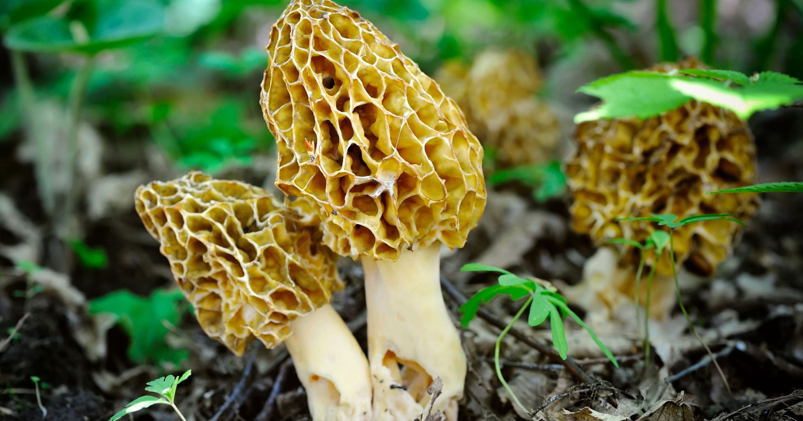 Pictures Of Morel Mushrooms
 Tips for wrapping up morel mushroom season in Johnson County