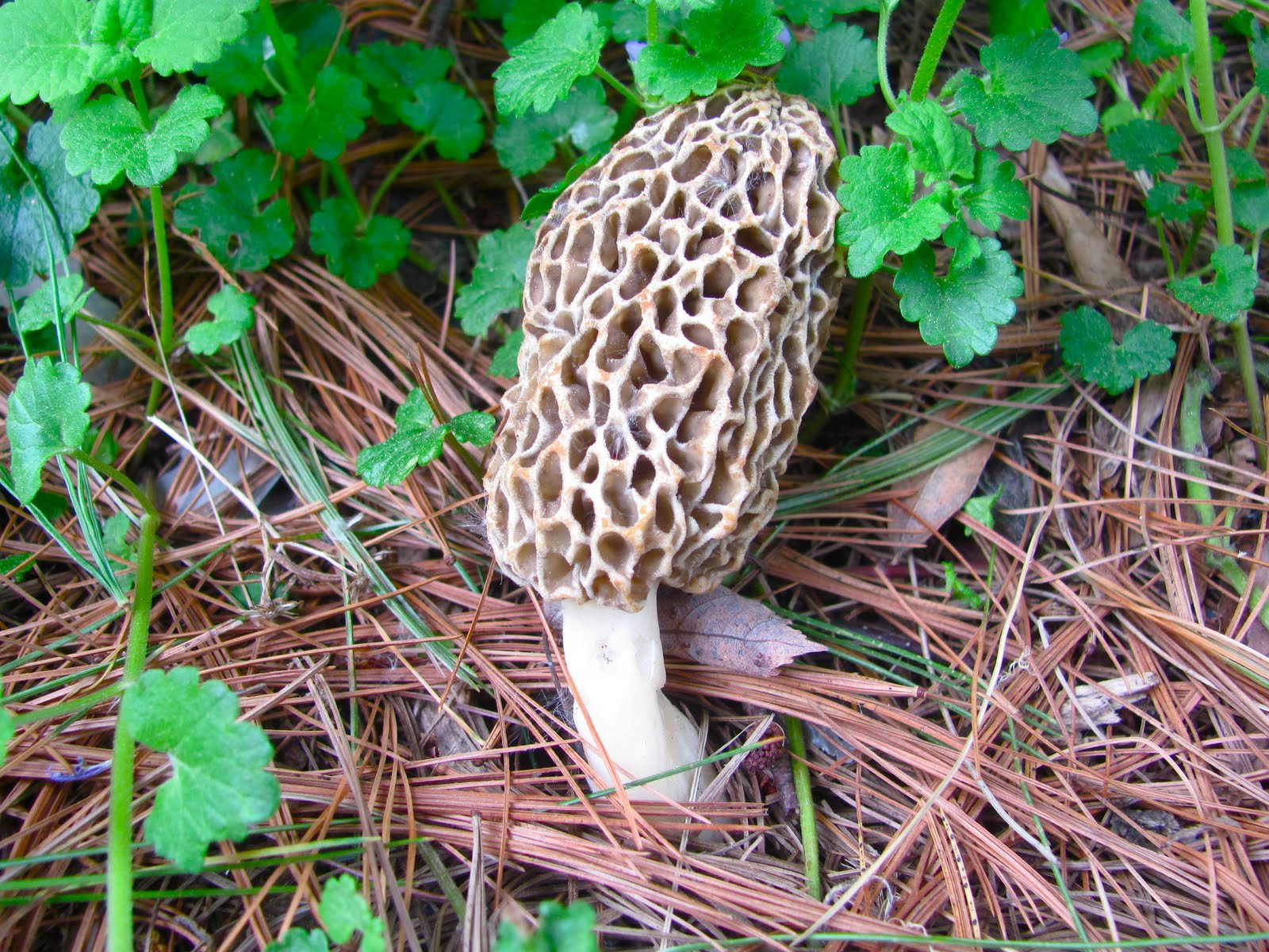 Pictures Of Morel Mushrooms
 A Slice of Earthly Delight Backyard Morel Mushrooms