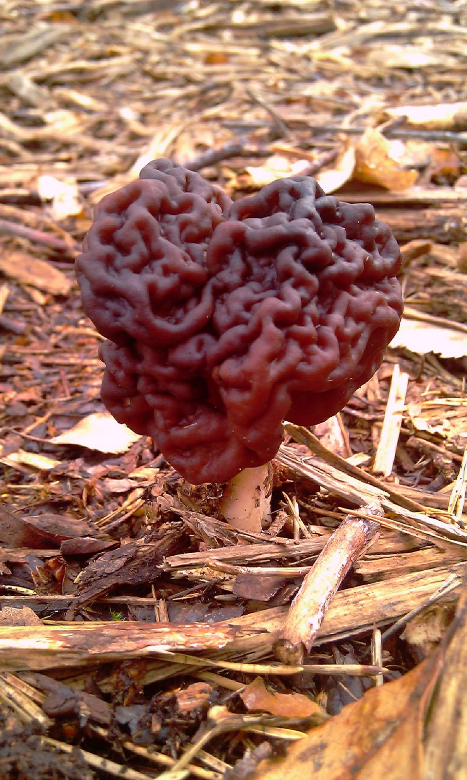 Pictures Of Morel Mushrooms
 Beauty in small things The deadly false morel mushroom