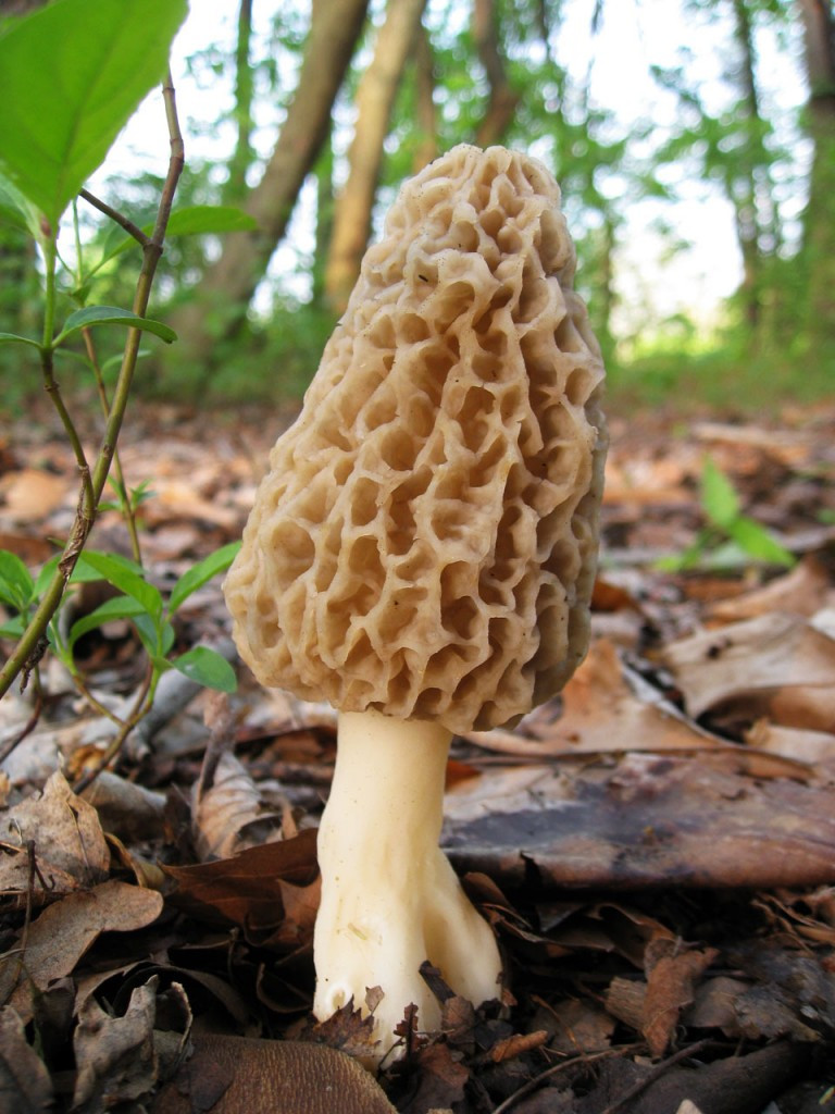 Pictures Of Morel Mushrooms
 How magic mushrooms work