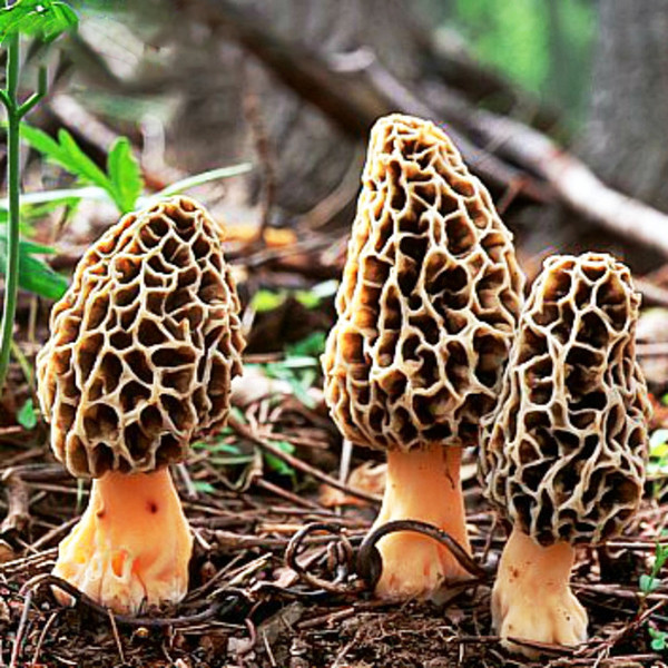 Pictures Of Morel Mushrooms
 Egrow 100Pcs Bag Morel Mushroom Strains Seeds Garden