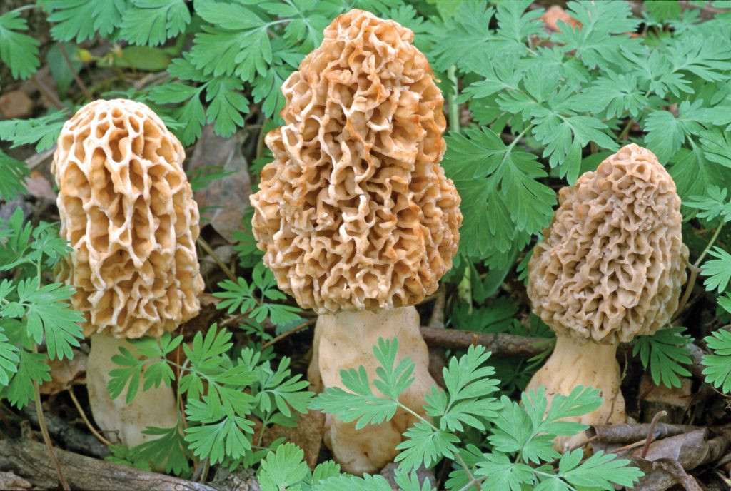 Pictures Of Morel Mushrooms
 It s Morel Season from Good Mushroom Bad Mushroom