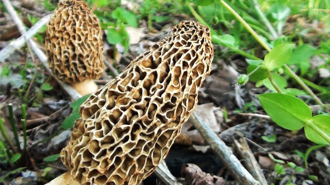Pictures Of Morel Mushrooms
 Morel Mushroom Hunting 2013