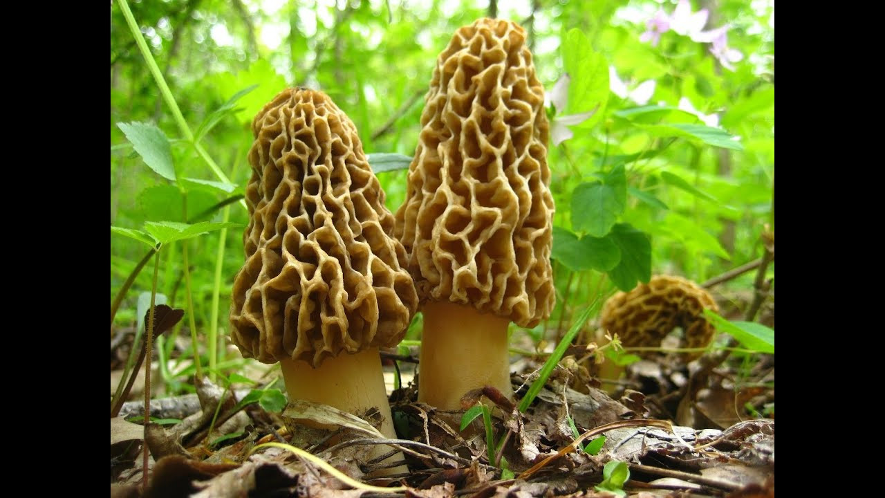 Pictures Of Morel Mushrooms
 The Mikeology Store on the Hunt for Yellow Morels