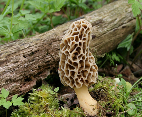 Pictures Of Morel Mushrooms
 Top 10 Tips for Finding Morel Mushrooms