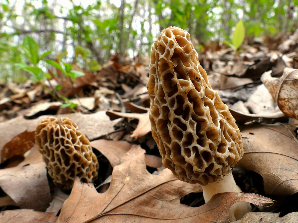 Pictures Of Morel Mushrooms
 Last year s devastating wildfires left behind an