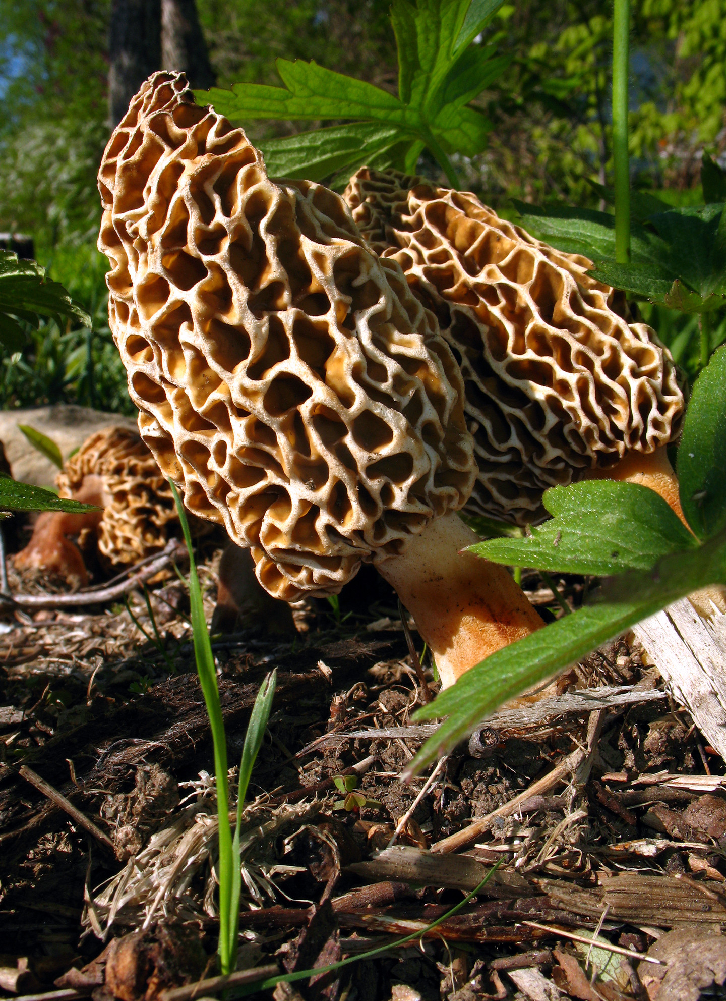Pictures Of Morel Mushrooms
 Morels Morchella sp Mushroom Collecting