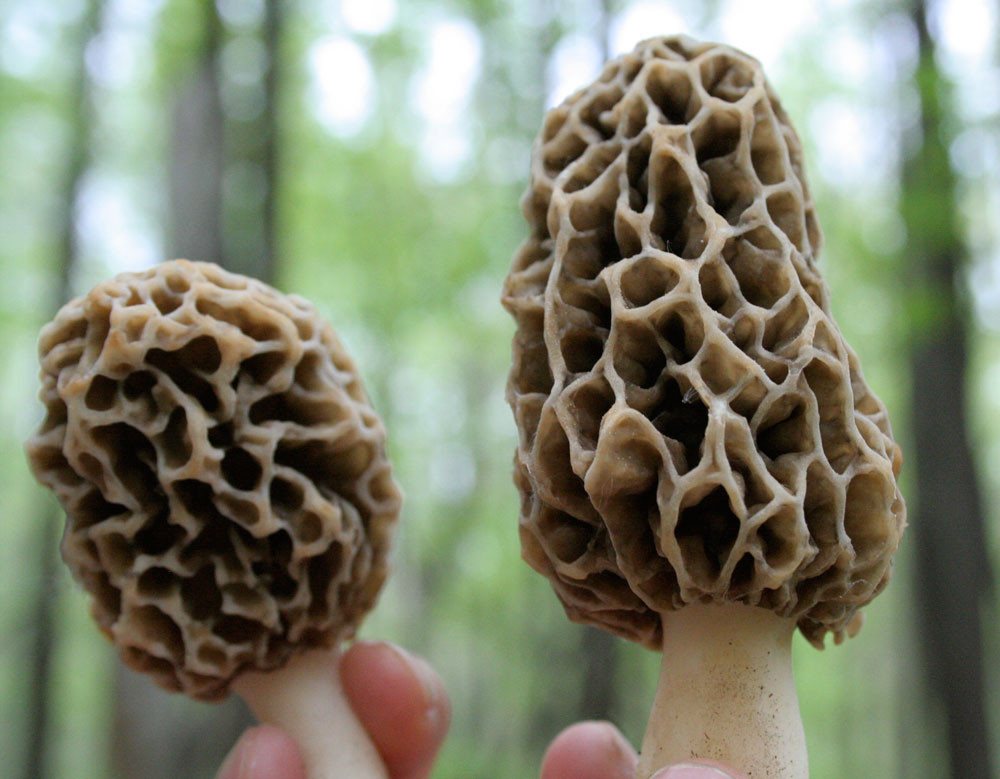 Pictures Of Morel Mushrooms
 The Mushroom Forager – Waiting for Morels