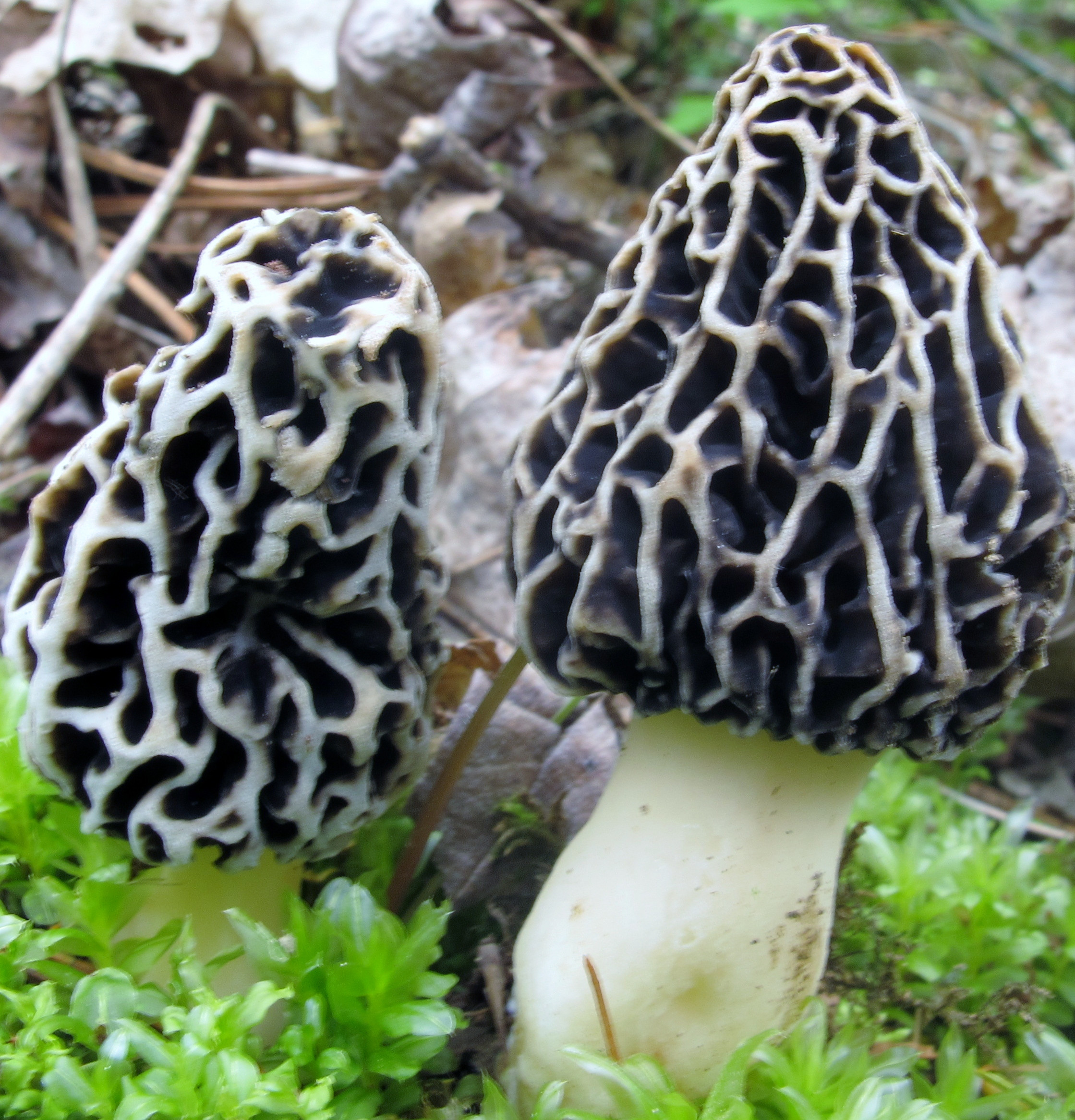 Pictures Of Morel Mushrooms
 Morels and How to Find Them
