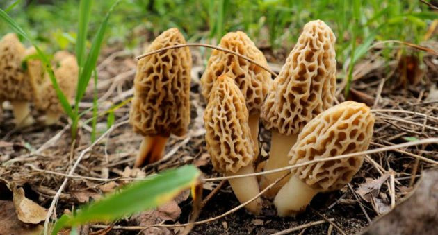 Pictures Of Morel Mushrooms
 The 10 Best Places to Find Morel Mushrooms