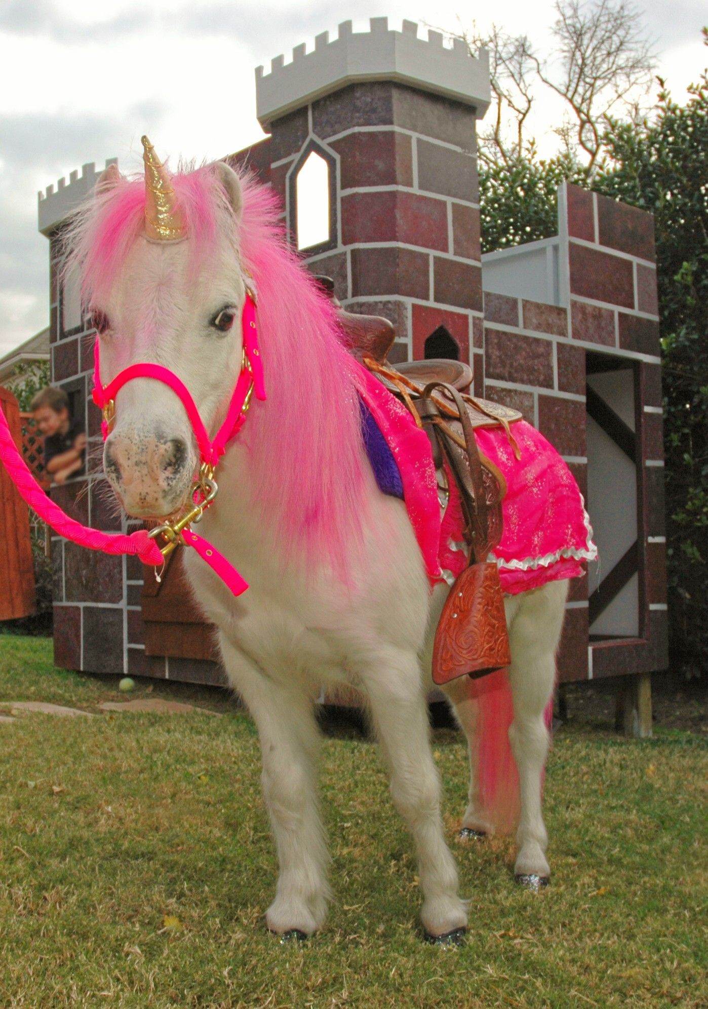 Pony Rides Birthday Party
 future bday for grace PONY RIDES PETTING ZOO PONY