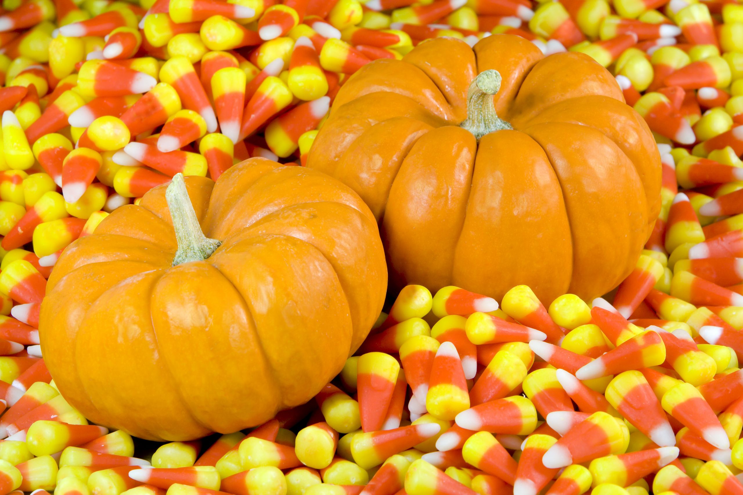 Pumpkin Candy Corn
 Autumn graphy Tips Capturing the Season of Changing