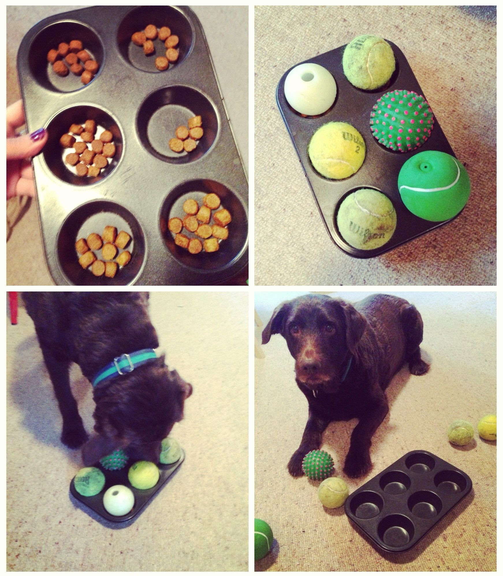 Puzzles For Dogs DIY
 Best 25 Puzzles for dogs ideas on Pinterest