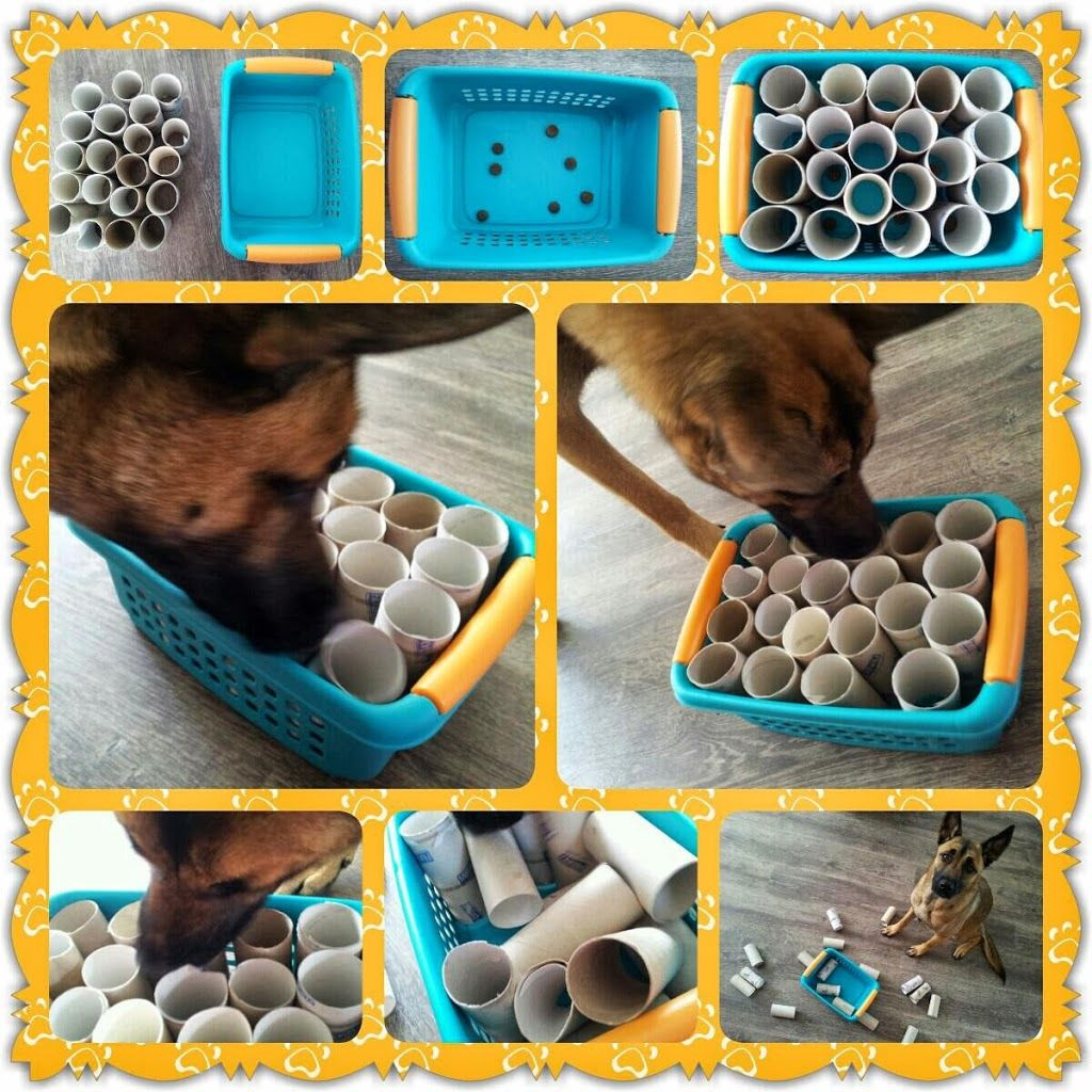 Puzzles For Dogs DIY
 DIY dog games