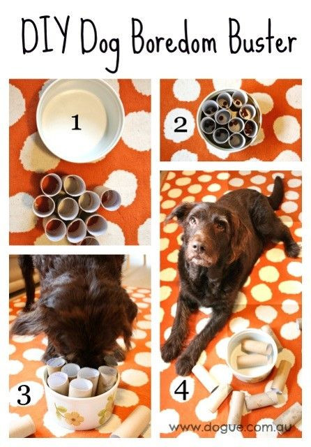 Puzzles For Dogs DIY
 112 best DIY Dog Enrichment images on Pinterest