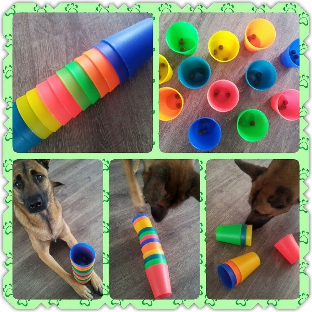 Puzzles For Dogs DIY
 Brain Game 32 Place a treat inside plastic cups and
