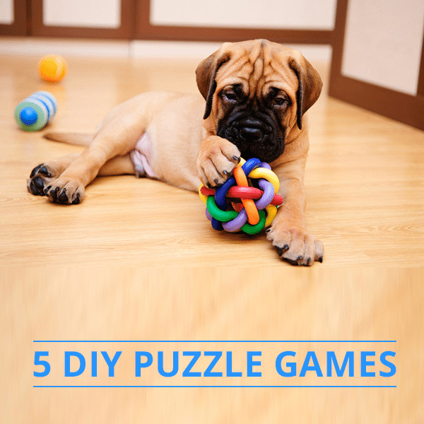 Puzzles For Dogs DIY
 5 DIY Dog Puzzle Games