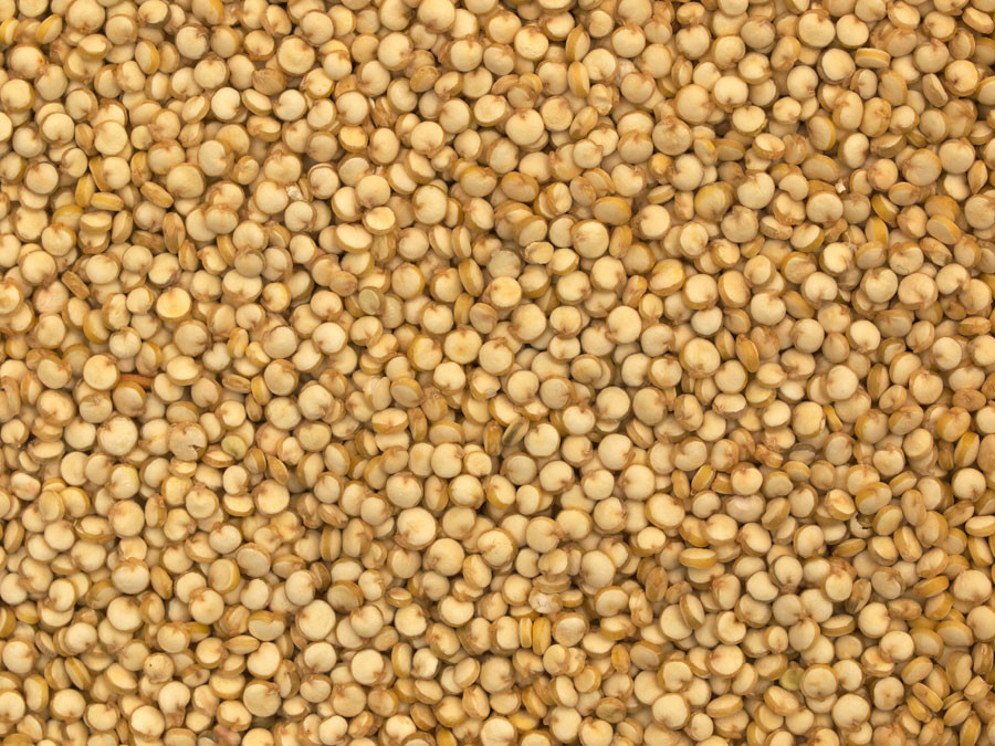 Quinoa A Grain
 Specialty Cropportunities Quinoa