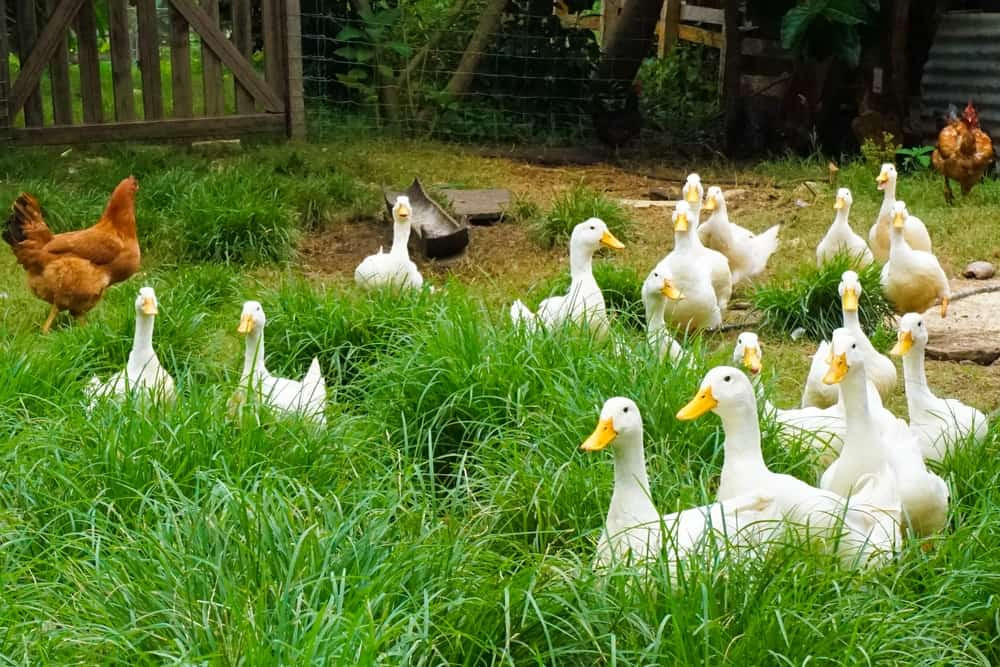 Raising Backyard Ducks
 11 Things You Need To Know About Raising Backyard Ducks