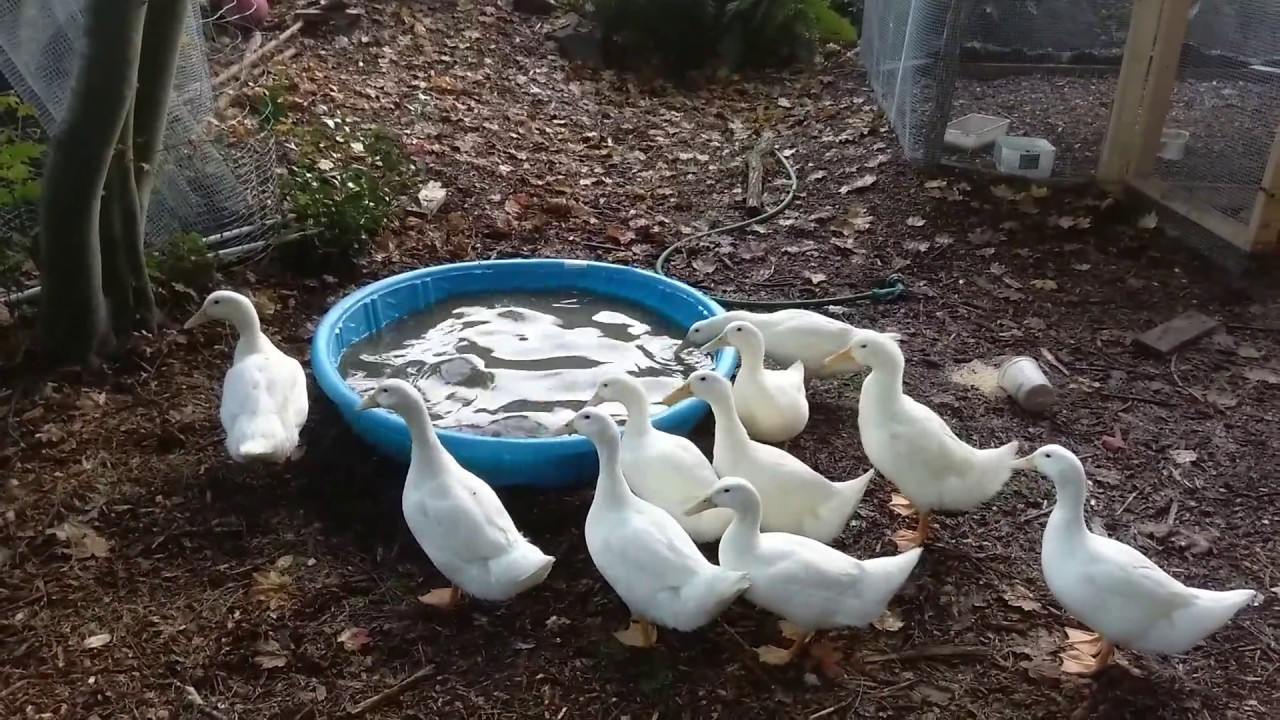 Raising Backyard Ducks
 How to raise ducks in your backyard from start to finish