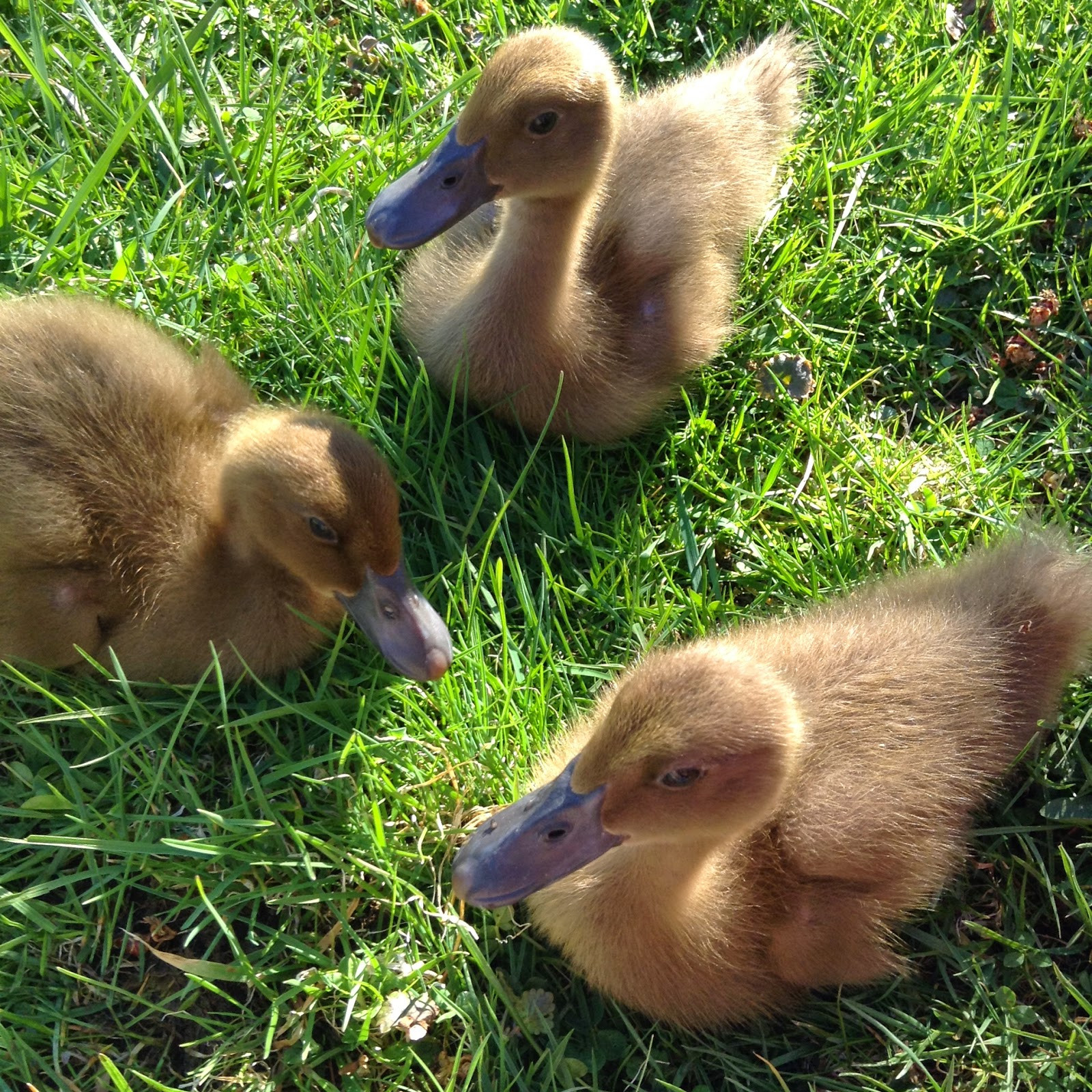 Raising Backyard Ducks
 Raising Ducklings To Ducks