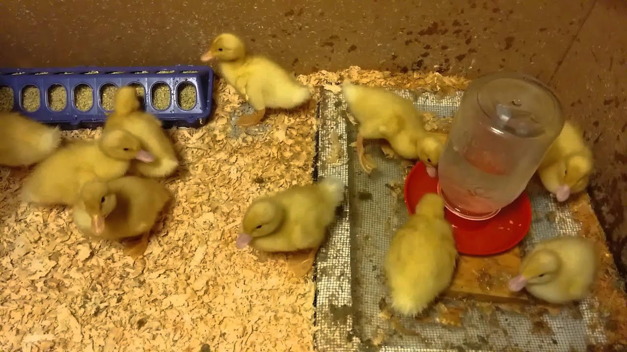 Raising Backyard Ducks
 How to raise baby ducks in your backyard Ep 5 Baby duck