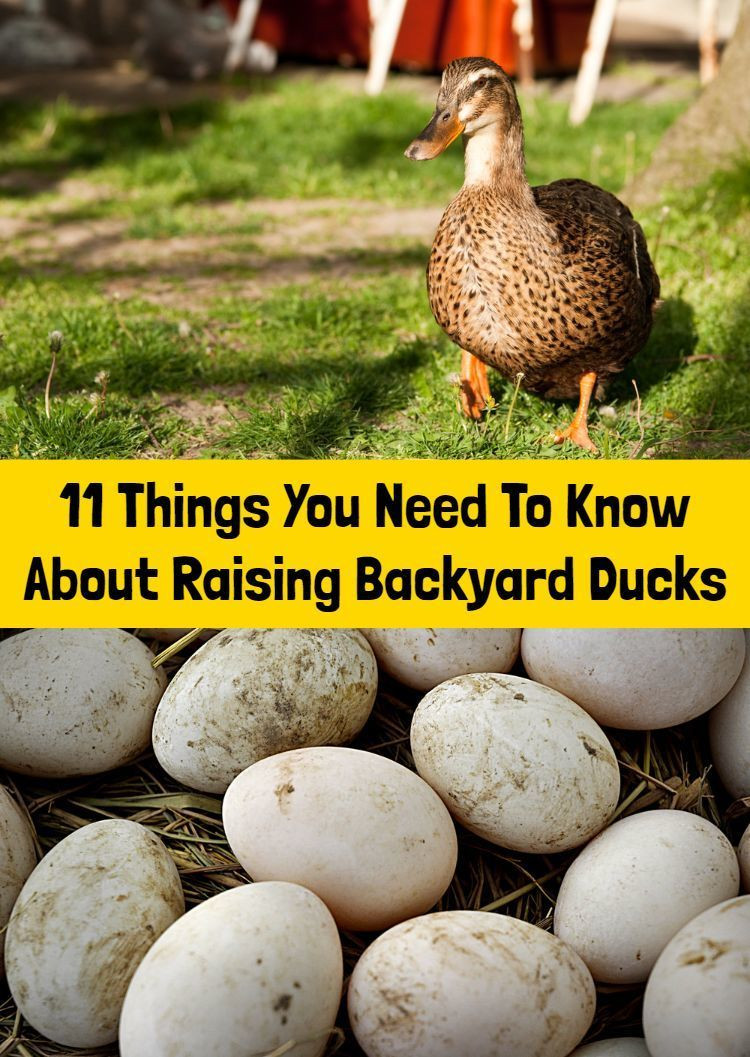 Raising Backyard Ducks
 11 Things You Need To Know About Raising Backyard Ducks