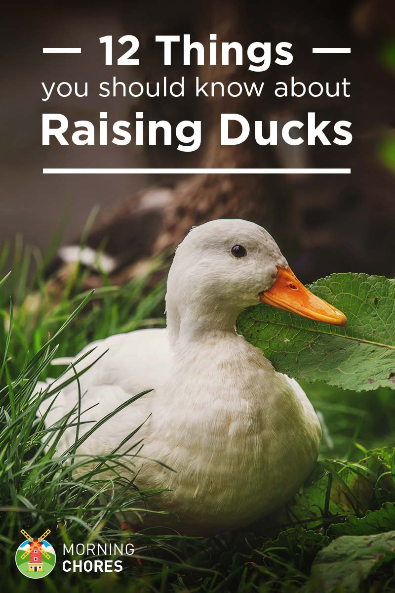 Raising Backyard Ducks
 12 Things You Should Know About Raising Ducks