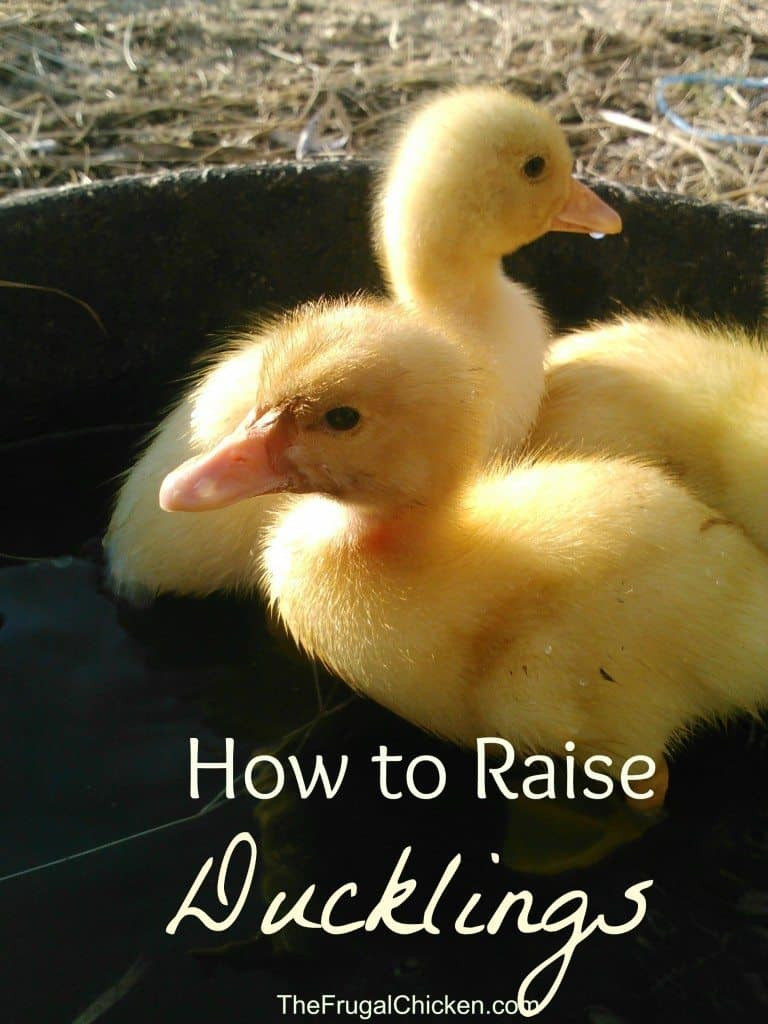 Raising Backyard Ducks
 How to Raise Ducklings