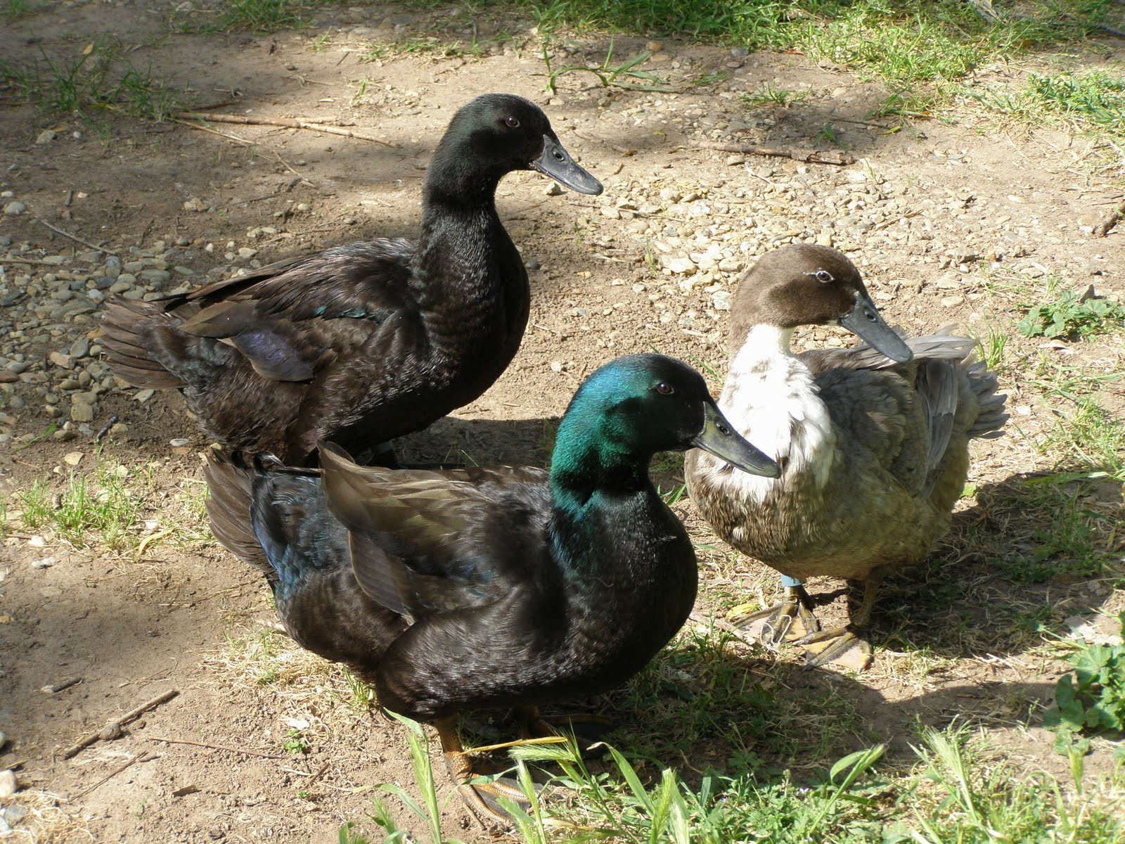 Raising Backyard Ducks
 Raising Backyard Chickens SOLD Cayuga Duck breeding pair $40