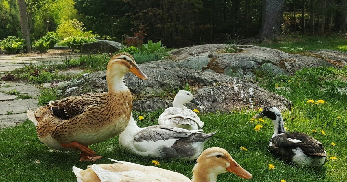 Raising Backyard Ducks
 Raising backyard ducks naturally Tips and advice for