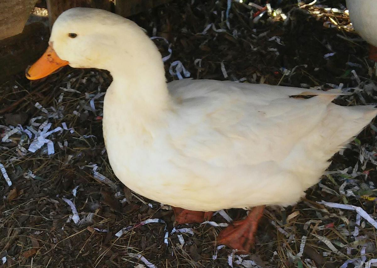 Raising Backyard Ducks
 12 Things You Need to Know Before Getting Your First Ducks