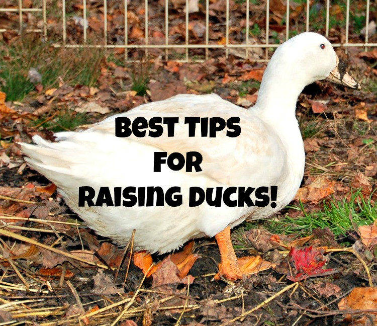 Raising Backyard Ducks
 Best Tips For Raising Ducks Timber Creek Farm