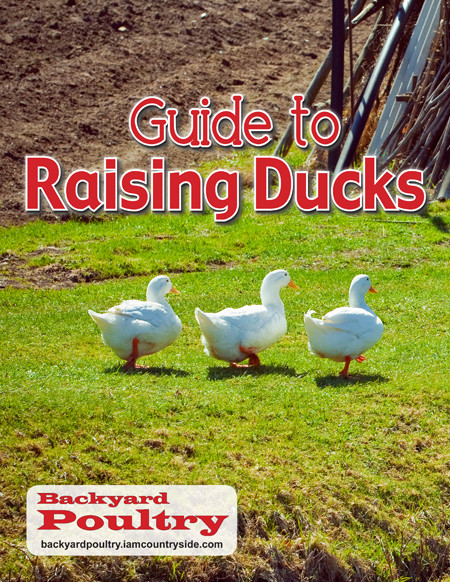 Raising Backyard Ducks
 How to Raise Ducks Backyard Poultry