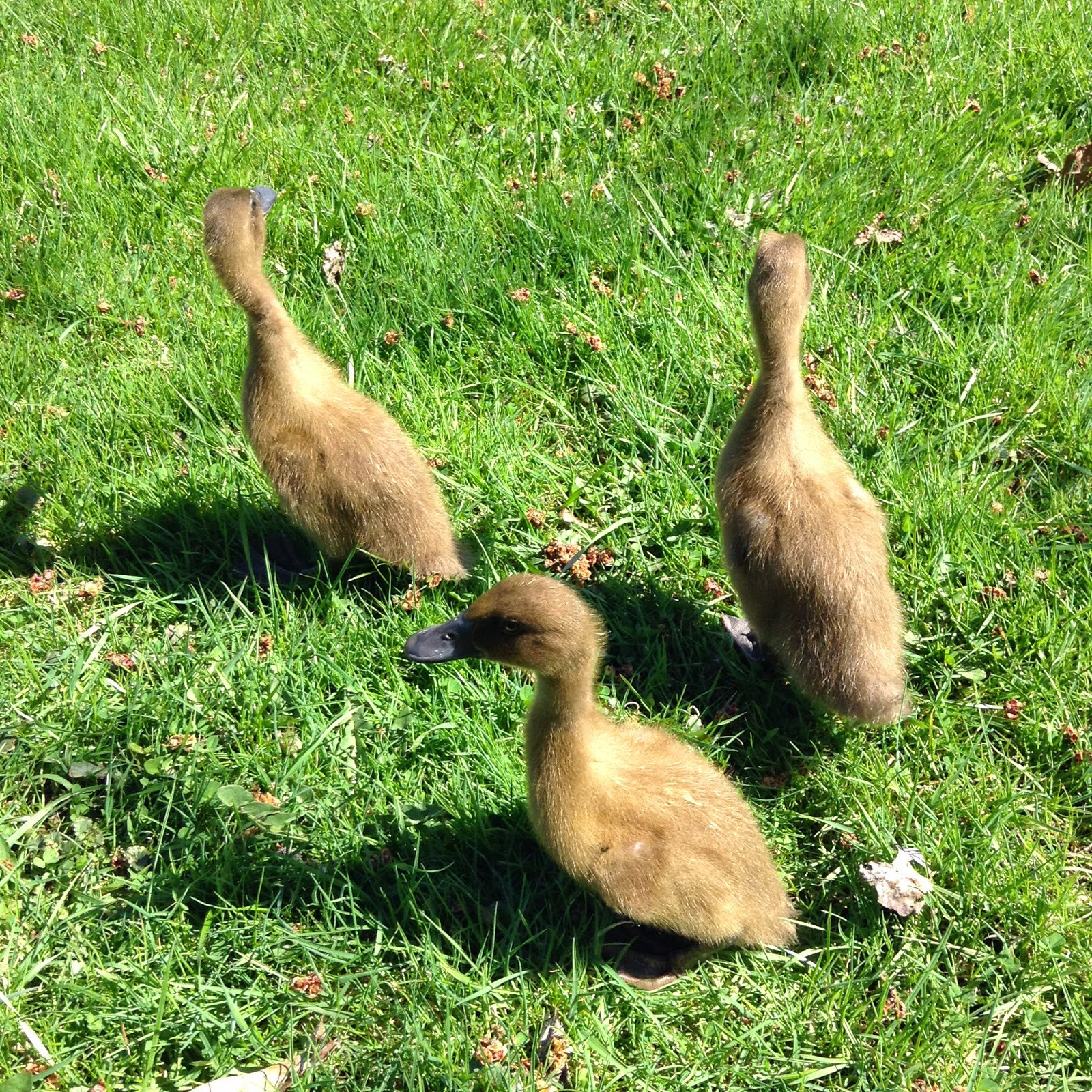 Raising Backyard Ducks
 Raising Ducklings To Ducks