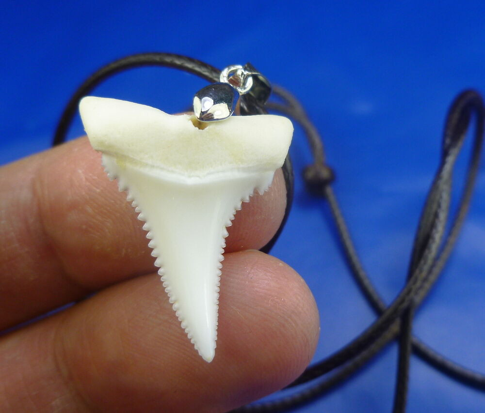 Real Shark Tooth Necklace
 REAL great white shark TOOTH necklace 1 10 inch