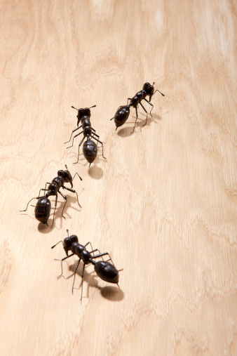 Small Ants In Kitchen
 Little Black Ants in Your Kitchen Yes Pest Pros Inc