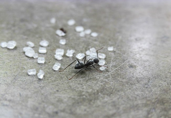 Small Ants In Kitchen
 Ants in the Kitchen 7 Ways to Kill Them