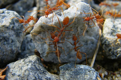 Small Ants In Kitchen
 What You Can Do About Those Small Red Ants in Your Kitchen