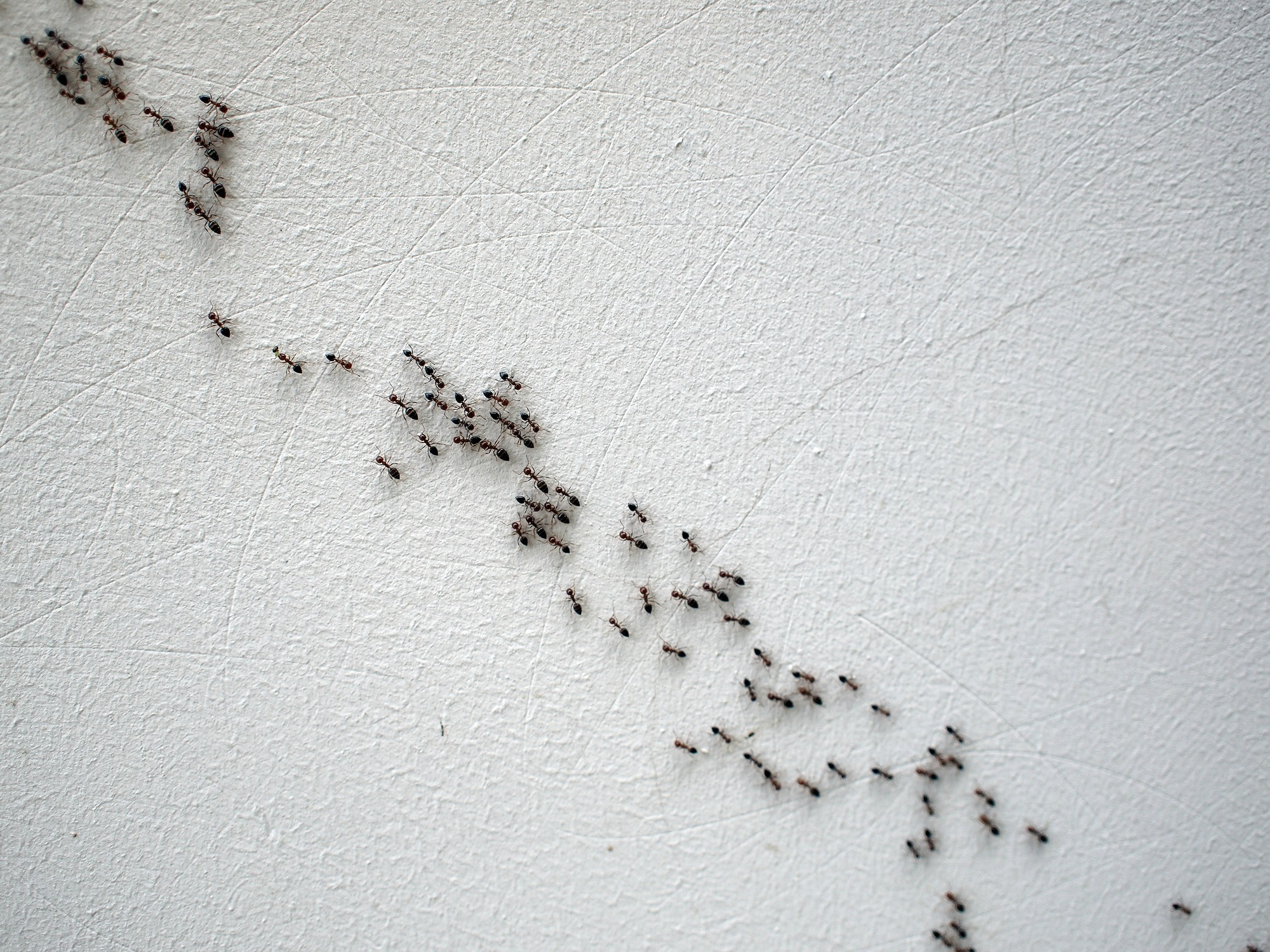 tiny ants in living room