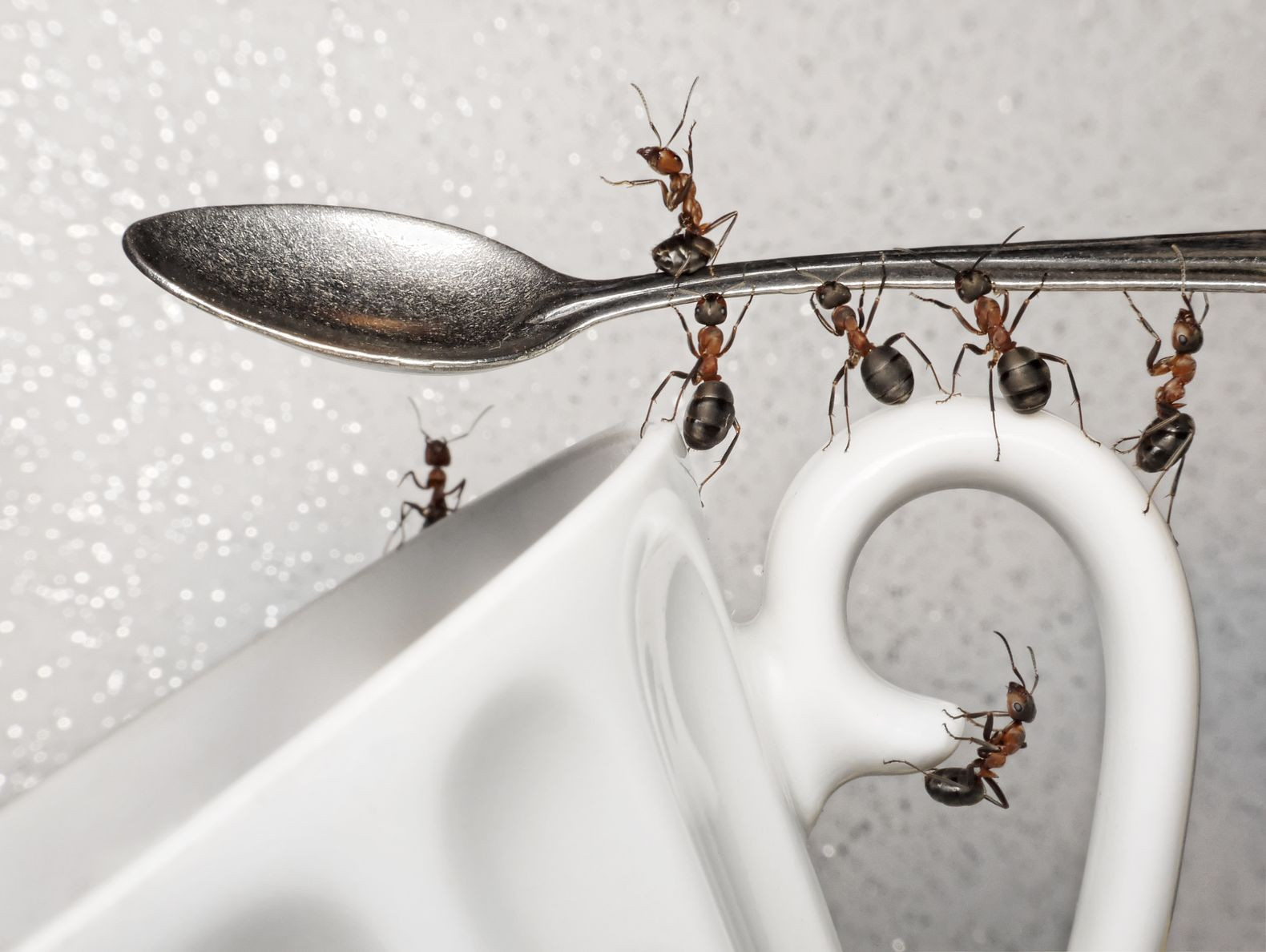 Small Ants In Kitchen
 How To Get Rid Ants In The Kitchen A Very Cozy Home