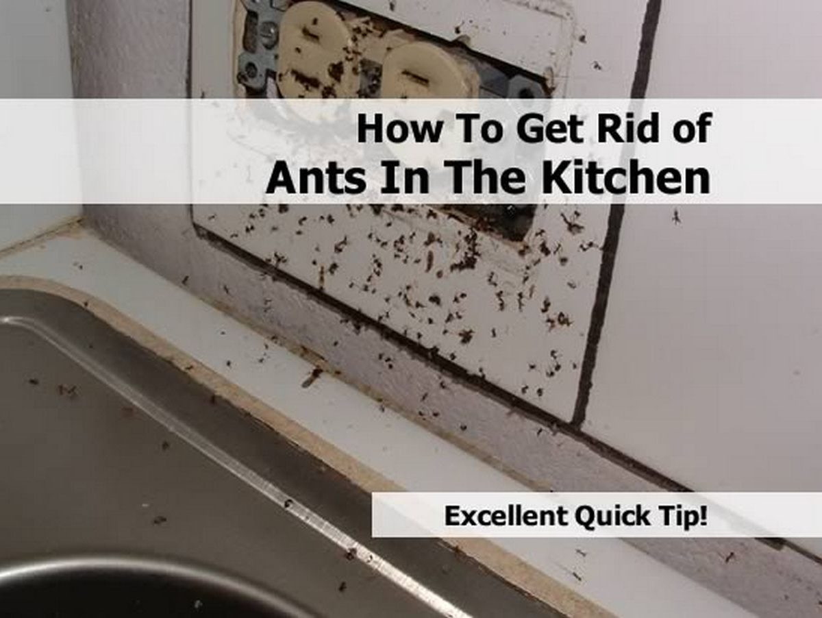 Small Ants In Kitchen
 How To Get Rid Ants In The Kitchen