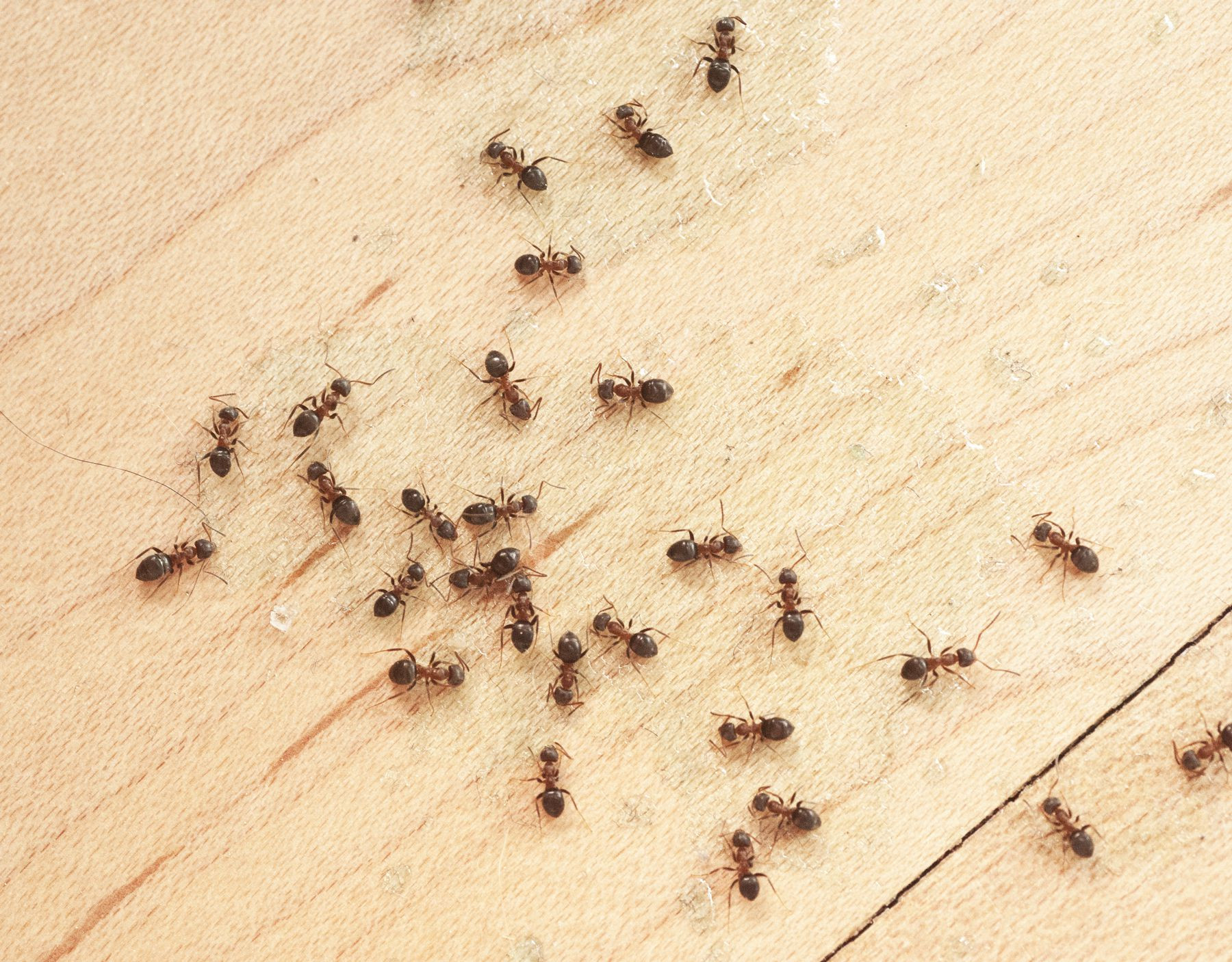 Small Ants In Kitchen
 12 Simple Ways to Control Little Ants