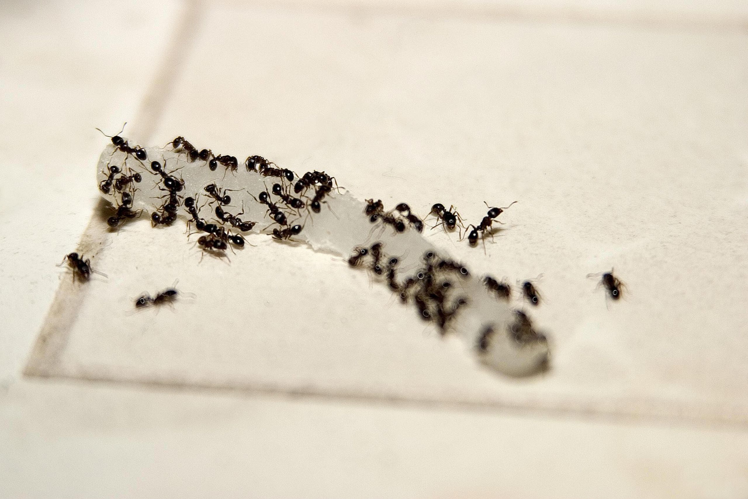 tiny light colored ants in kitchen