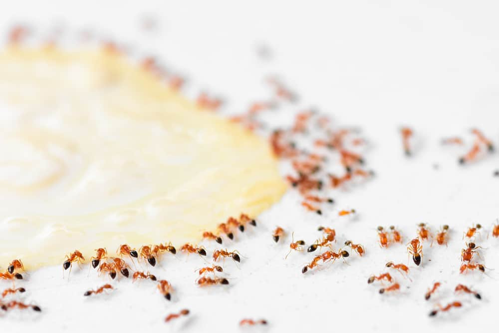 Small Ants In Kitchen
 How to Help Get Rid of Ants in the Kitchen